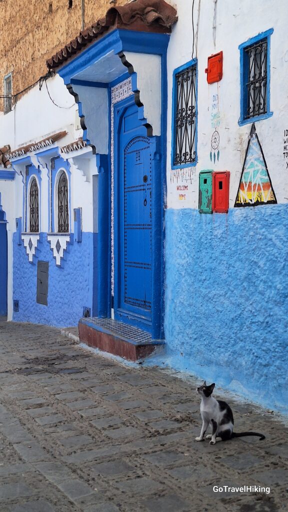 Cat at Chefchaouen