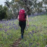 Hiker with a red backpack walking along a dirt trail through a meadow of purple wildflowers with trees in the background